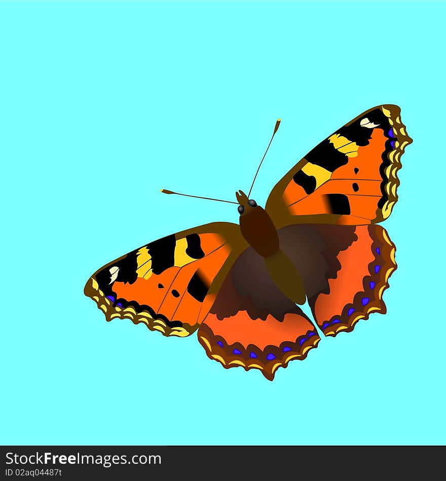 Butterfly Nymphalis Utricaeisolated