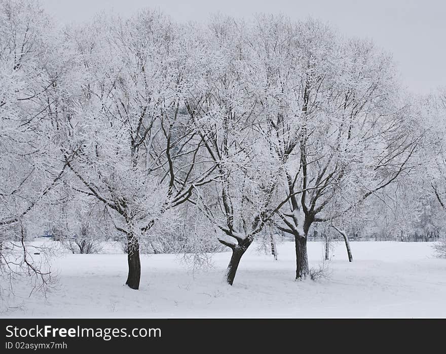 Winter park - snow and beautiful icy trees