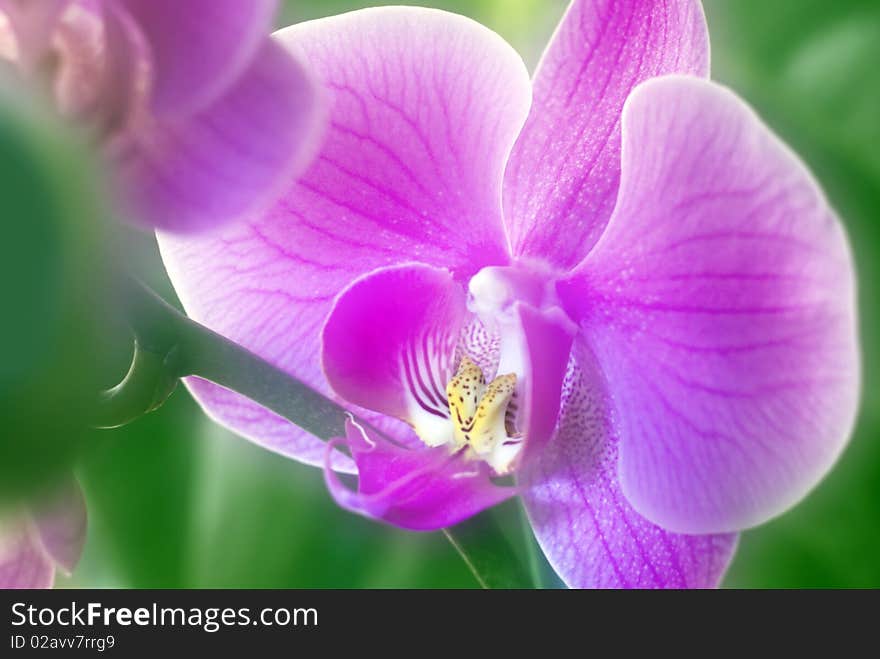 Pink orchid