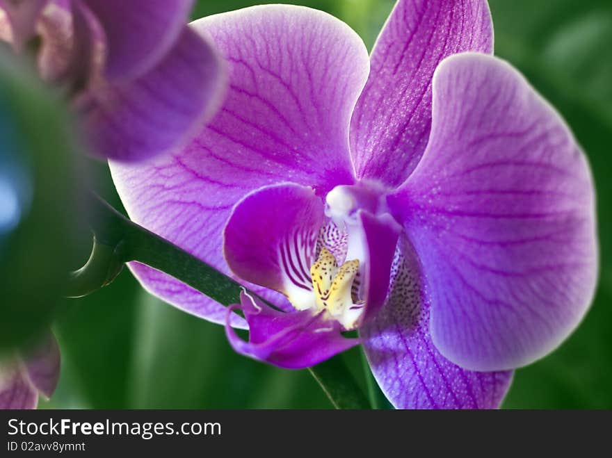 Close up on beautiful pink orchid