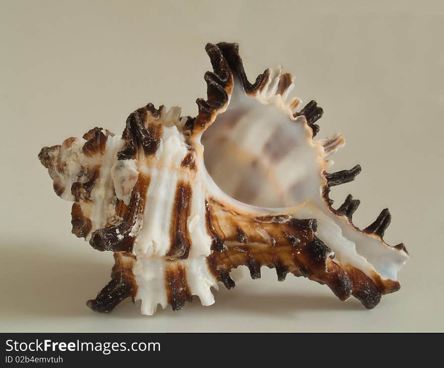 Close-up of a sea shell with white backdrop. Close-up of a sea shell with white backdrop