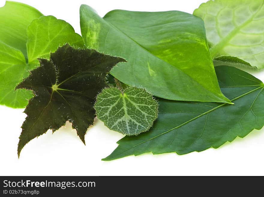 Leaves of the indoor plants popular in the countries of northern region. Isolated on white. Leaves of the indoor plants popular in the countries of northern region. Isolated on white.