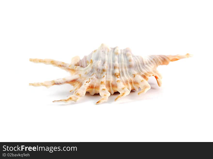 Sea shell, isolated on white background