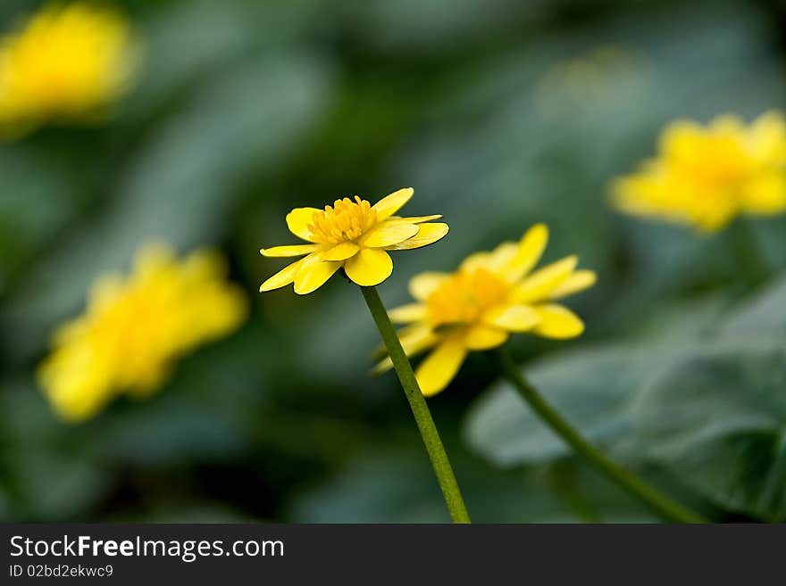 Flowery field of yellow daisies. Flowery field of yellow daisies