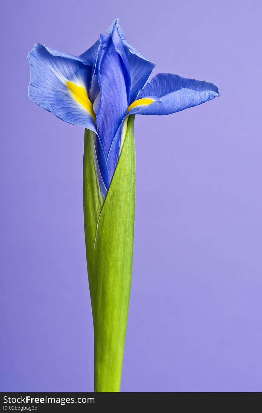 Blue/purple iris flower on purple background, studio shot.