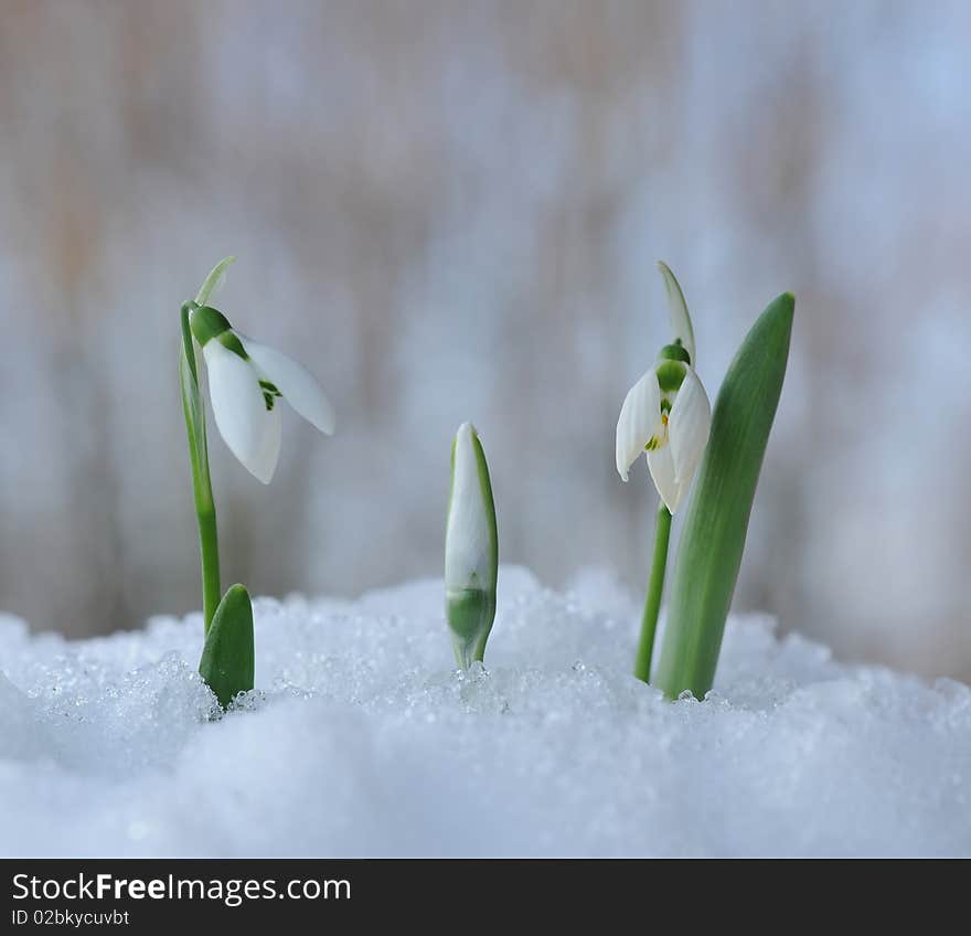 Close up of white snowdrops in snow