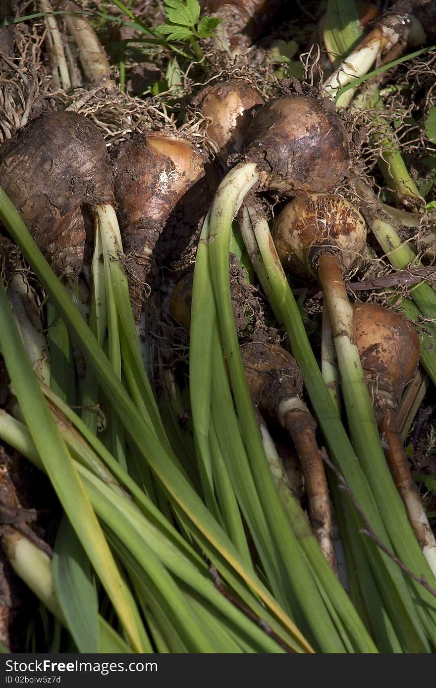 A bunch of onions with roots and stems. . A bunch of onions with roots and stems.