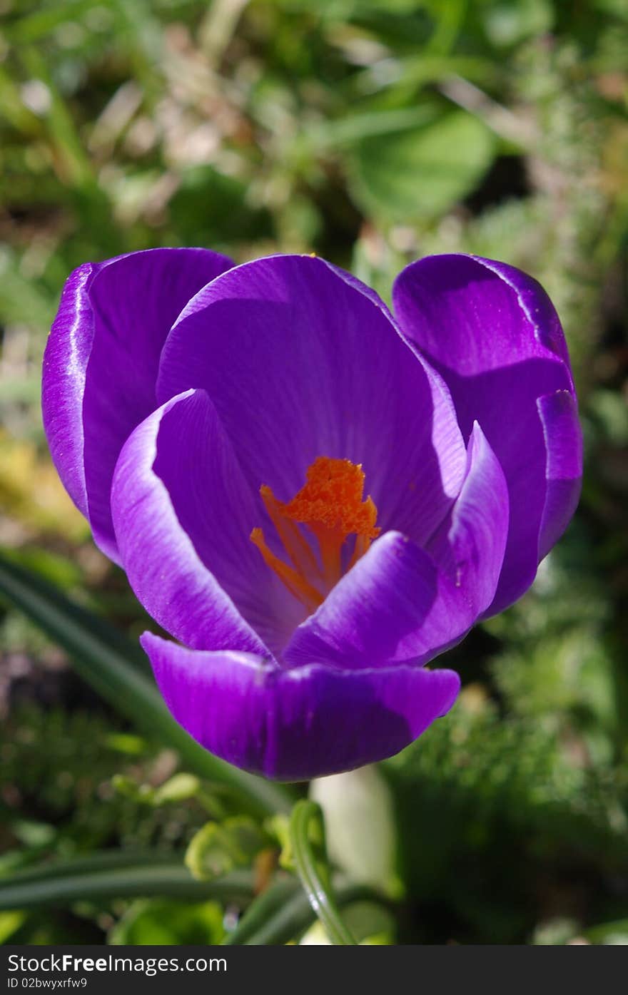 Blossom of crocuses