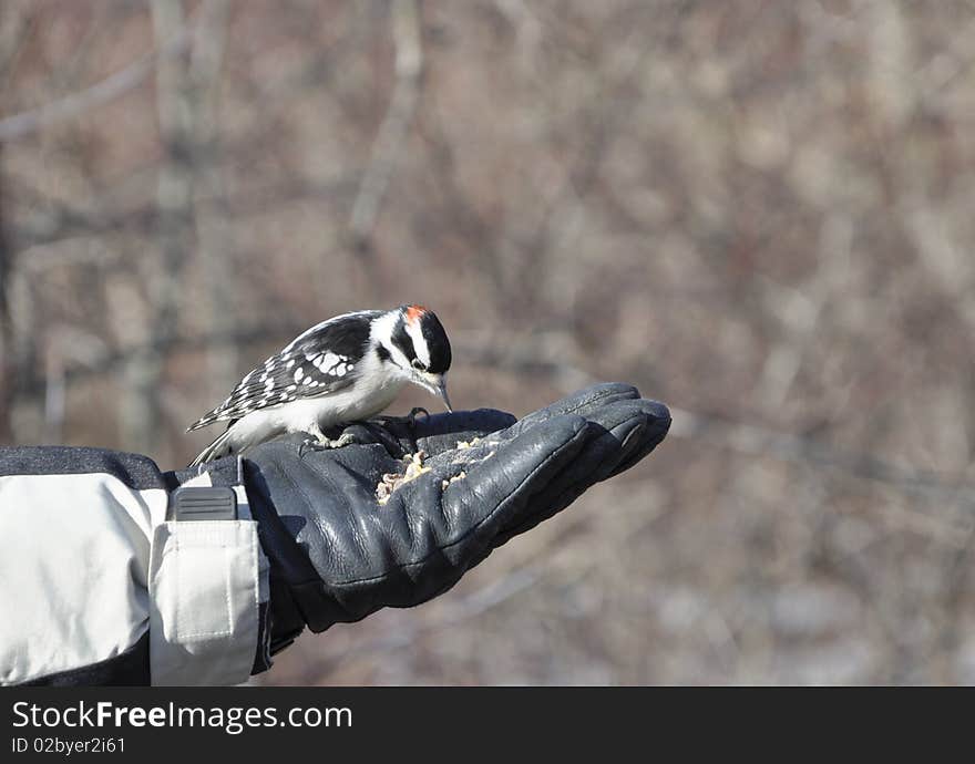 Woodpecker In The Hand