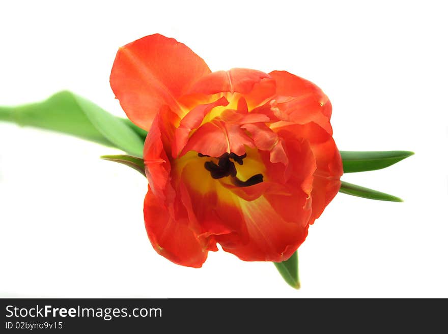 A filled tulip on white background