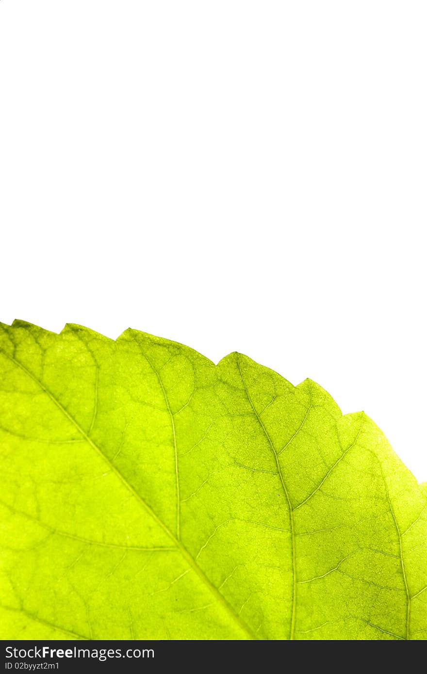 Close up on a green leaf isolated on white