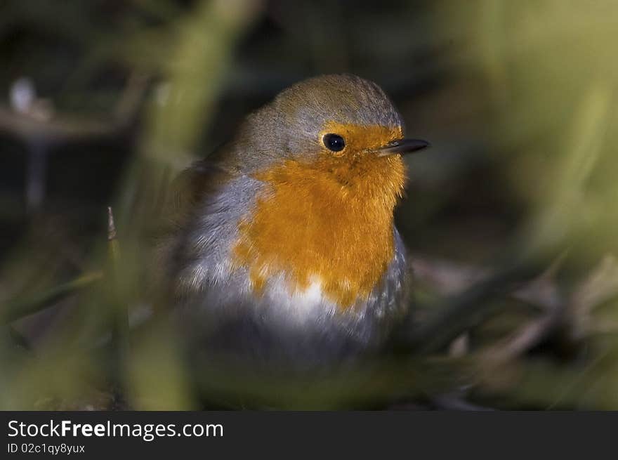 Robin redbreast in a bush in Italy