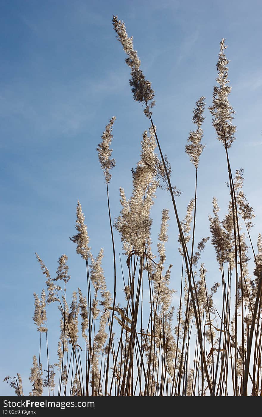 Reed Against The Blue Sky