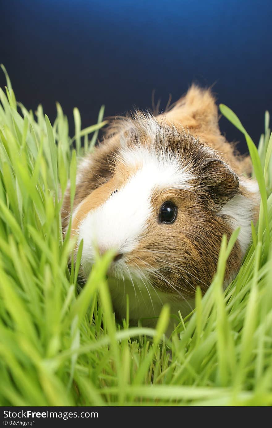 Guinea pig