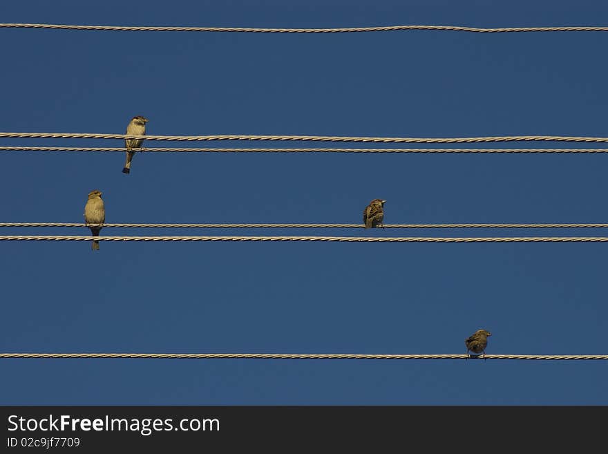 Birds on wires