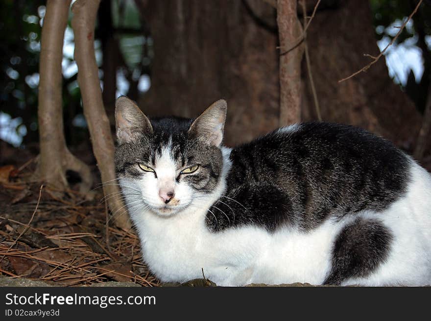 Cat In The Park