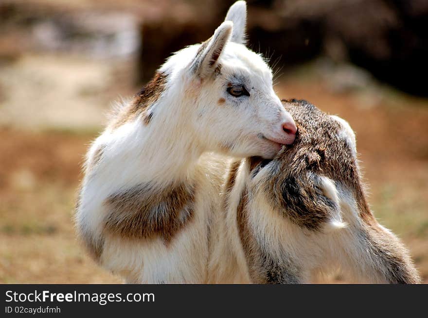 String Goat Scratching an Itch