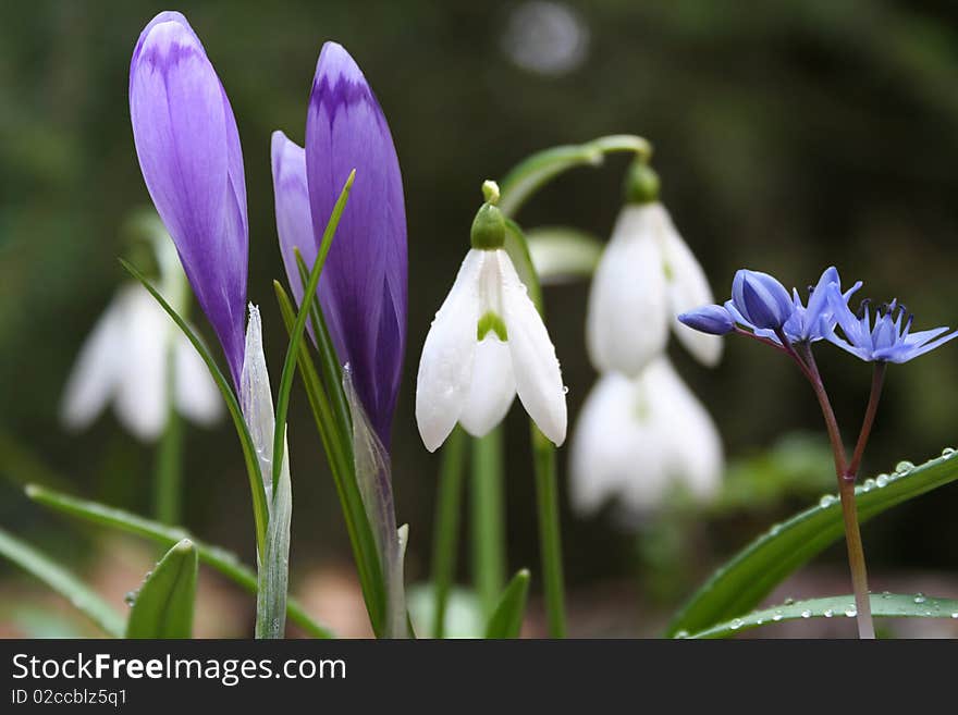 Wonderful low mountain altitude meadow with snowdrops and spring crocus. Wonderful low mountain altitude meadow with snowdrops and spring crocus