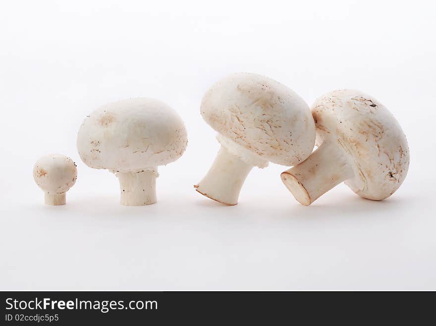 Mushrooms in isolated white background. Mushrooms in isolated white background