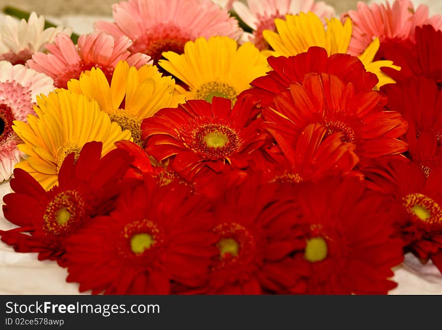 Colorful gerberas on a spring morning