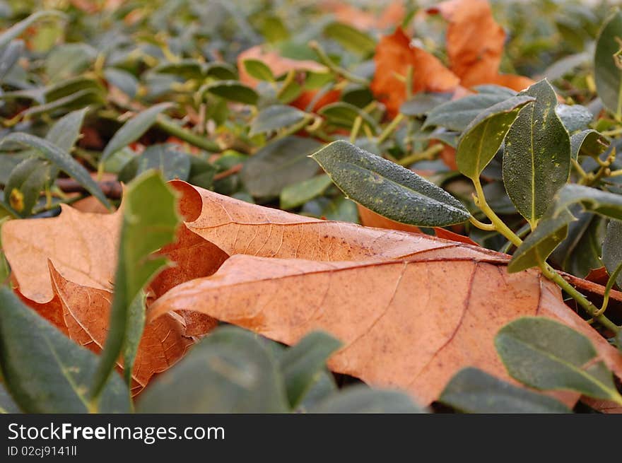 Brown leaf