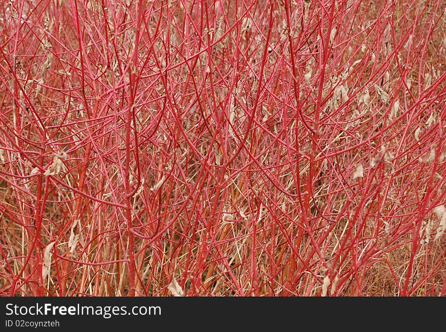 Nature During Spring