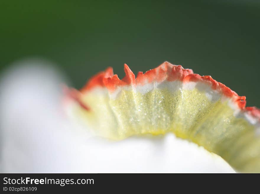 Narcissus