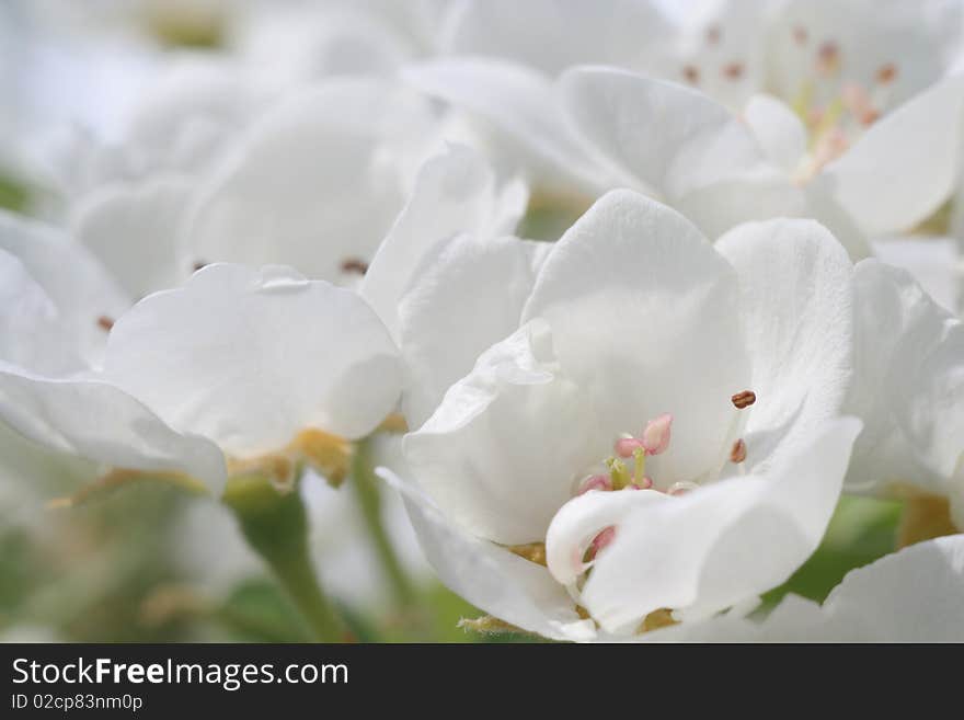 White Flowers