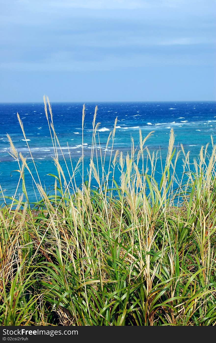 Grass on a Cliff over looking the ocean in Okinawa Japan