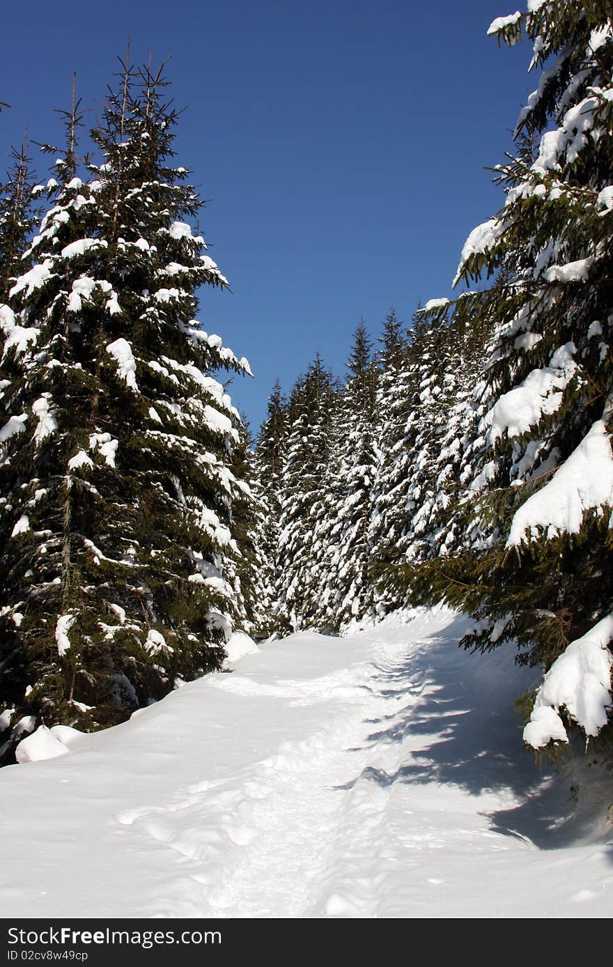 Winter landscape