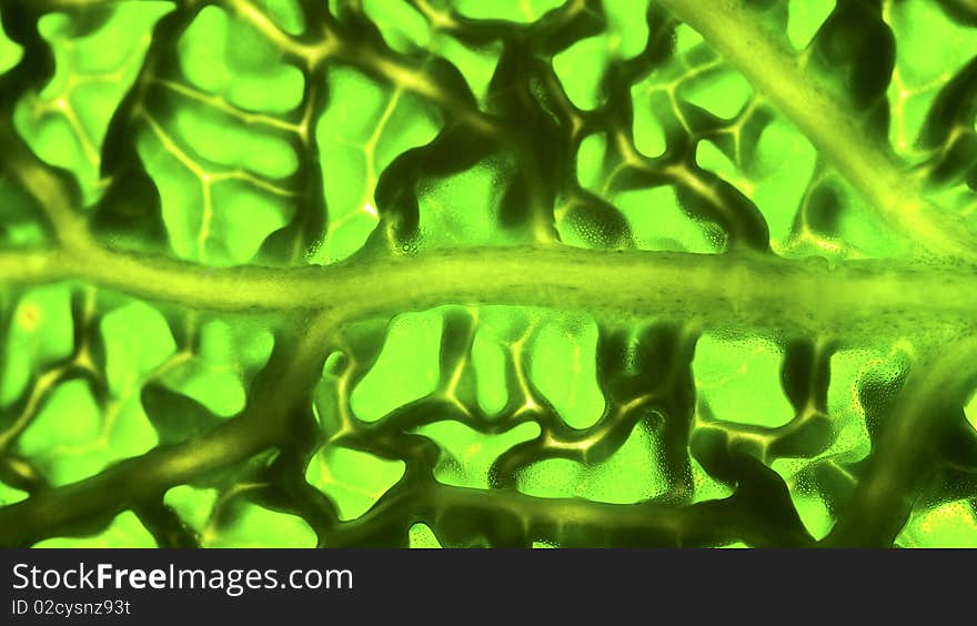 Macro shot of back-lit Savoy cabbage leaf, fresh and vibrant colours