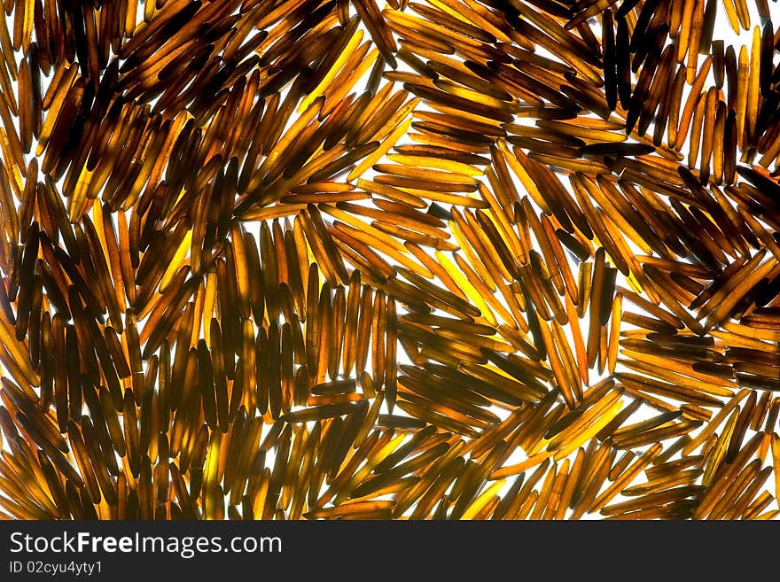 Wild Canadian rice; macro shot, unusual texture and colours. Wild Canadian rice; macro shot, unusual texture and colours