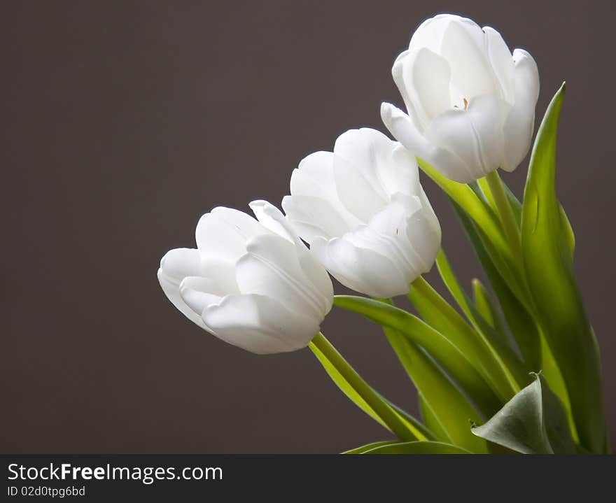 Beautiful white tulips on white background