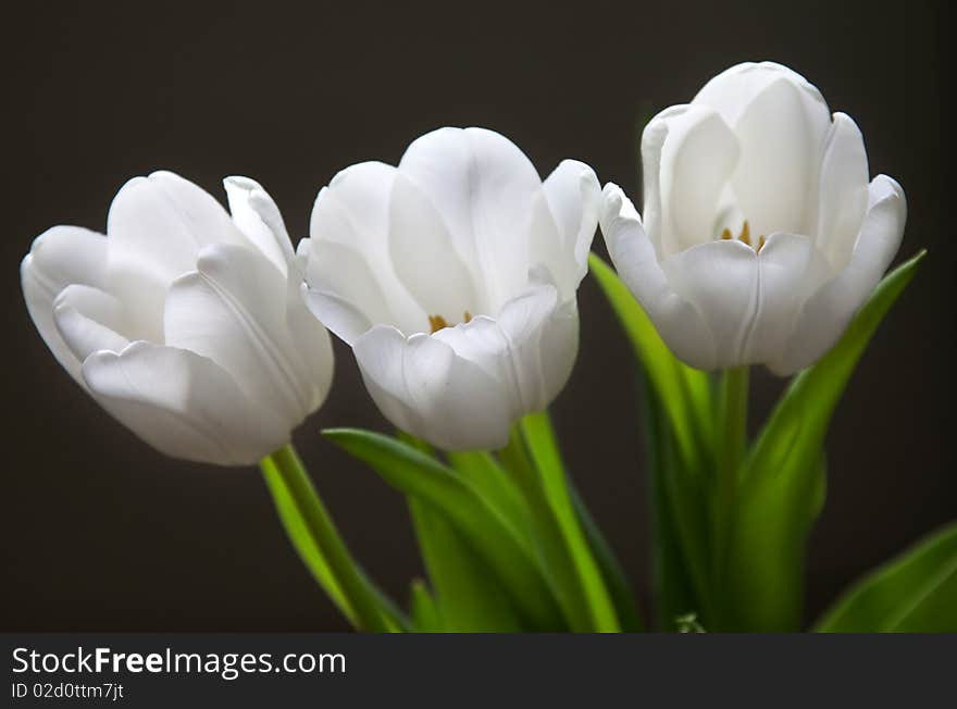 Beautiful white tulips on white background