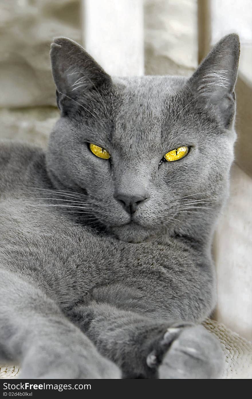 Russin blue male cat with beutifull yellow eyes. Russin blue male cat with beutifull yellow eyes