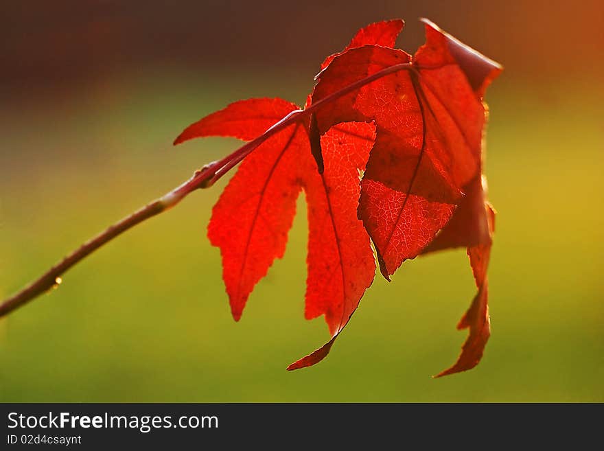 Red maple leaves on a fall sunny day