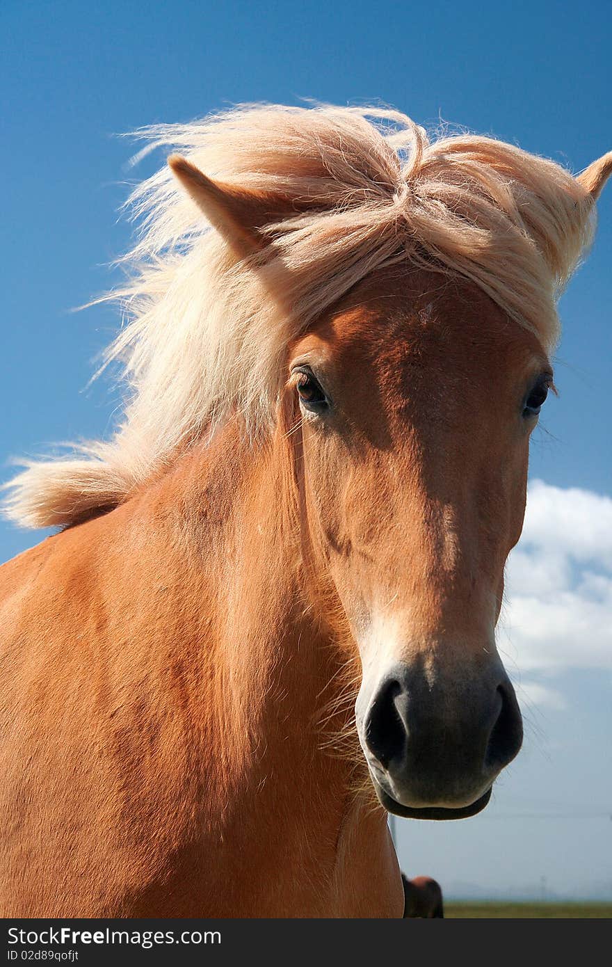 Icelandic horses that are known for their long hair