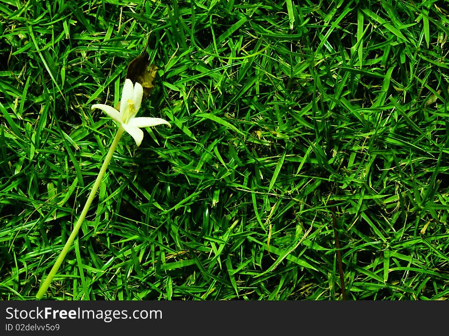 Flower on the grass