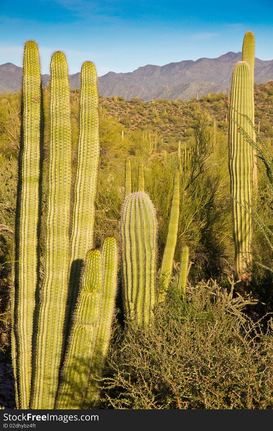 Saguaro and Organ Pipe cactus shine in the setting sun with rugged mountains in the background. Saguaro and Organ Pipe cactus shine in the setting sun with rugged mountains in the background