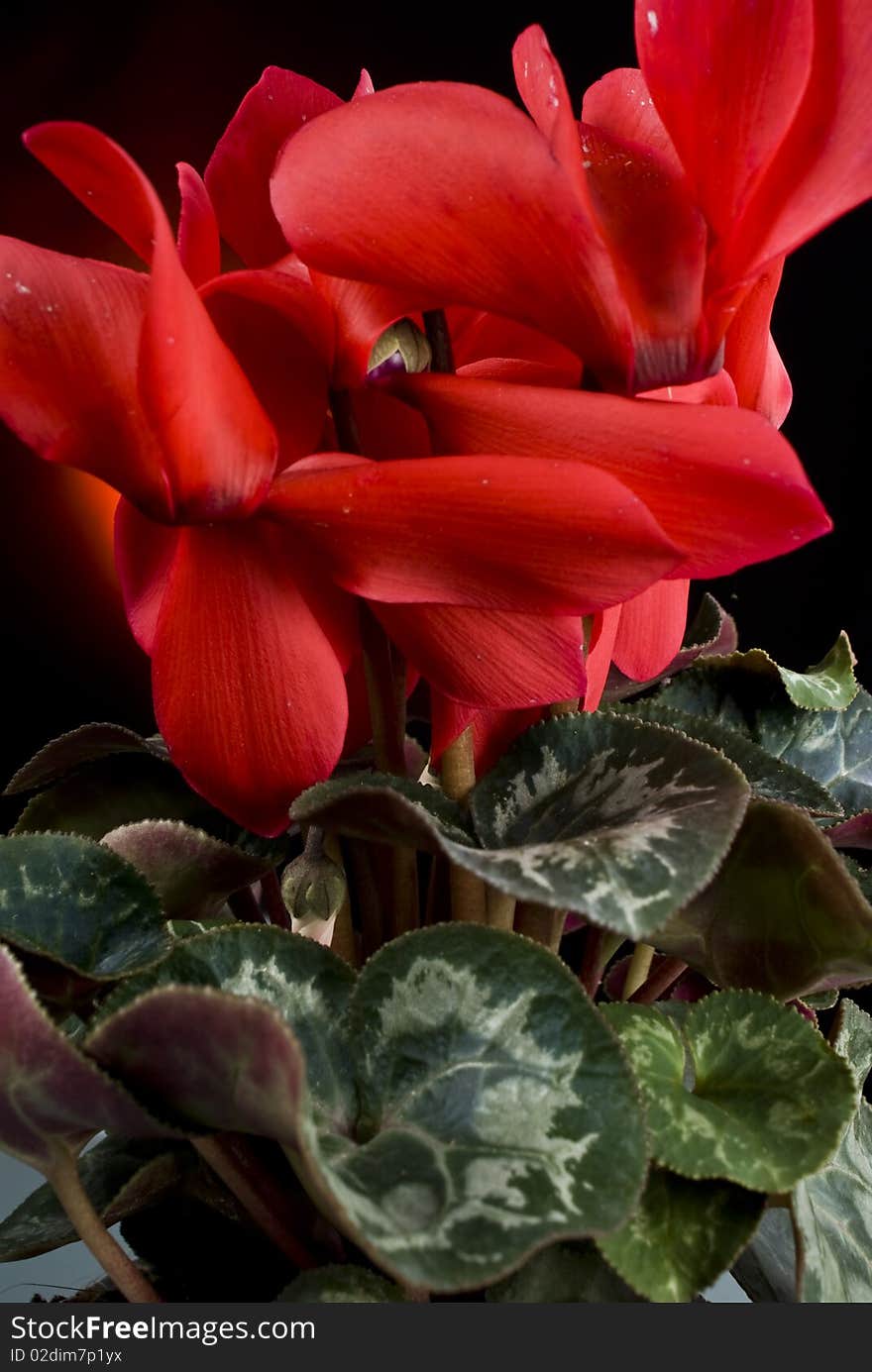 Red flower with green leafes