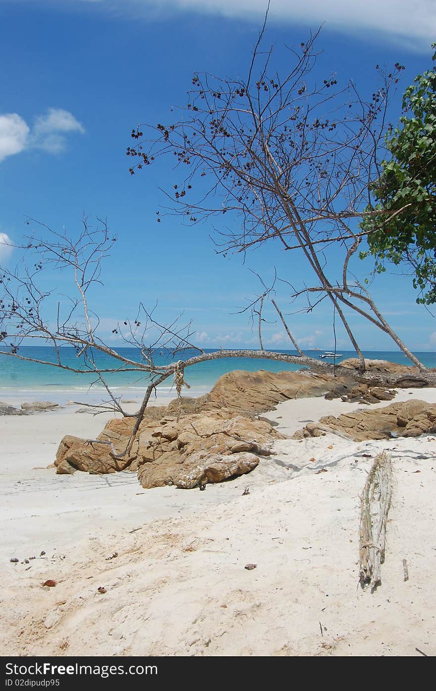 Withered tree on a beach against the sky and sea. Withered tree on a beach against the sky and sea.