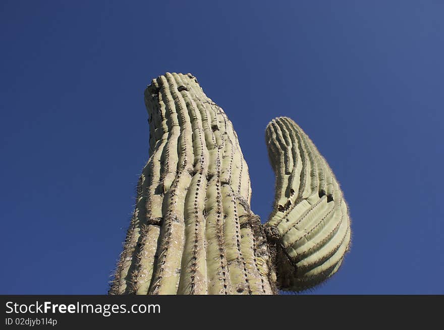 Cactus