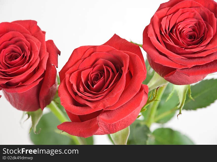 This three red roses with green leaves on a white background