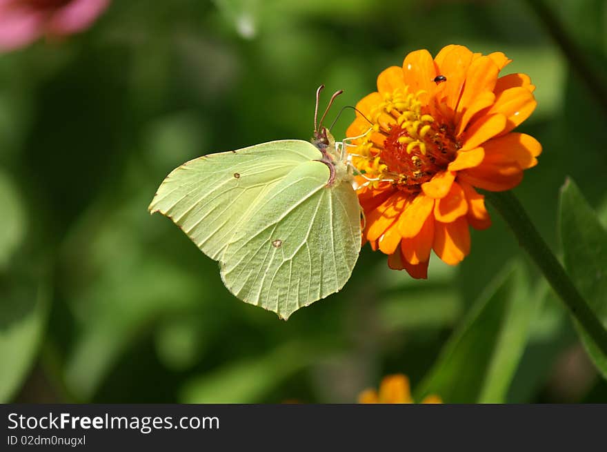 A butterfly on a flower. A butterfly on a flower