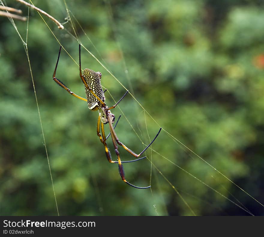 Spider building a web