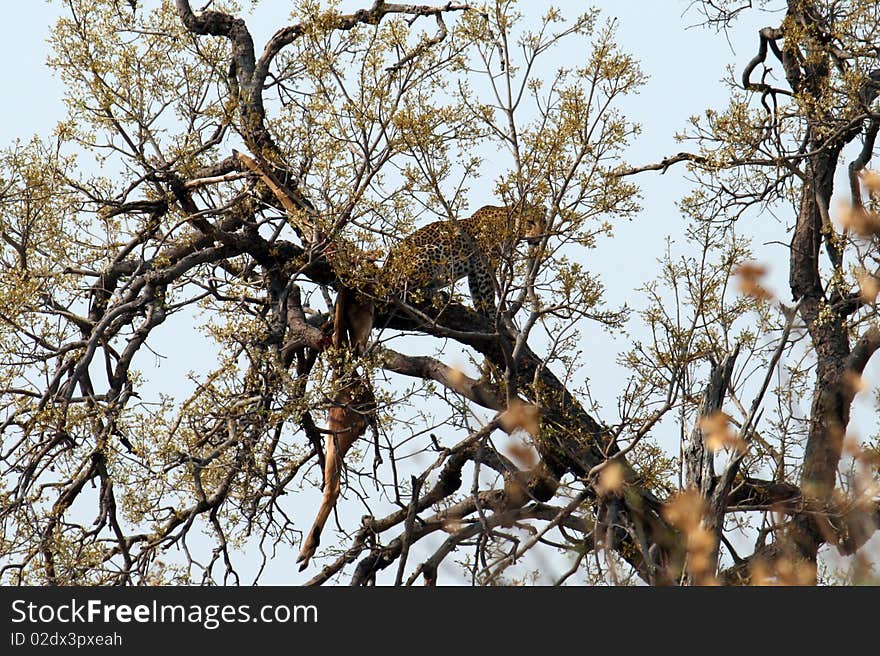 A Leopard With His Prey