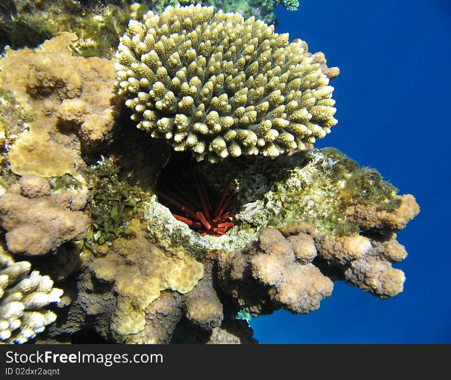 Tropical coral reef