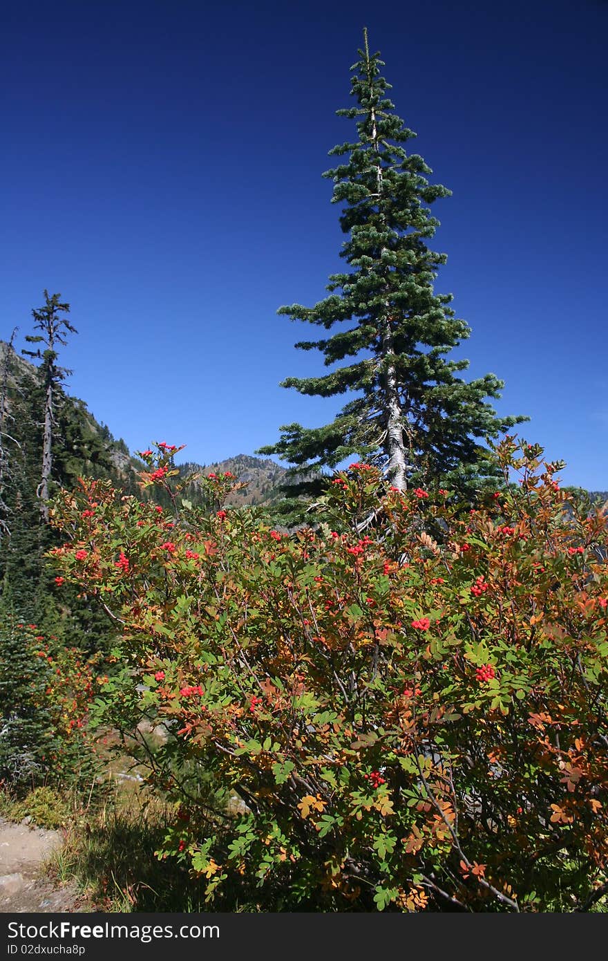 Fir Tree Spire