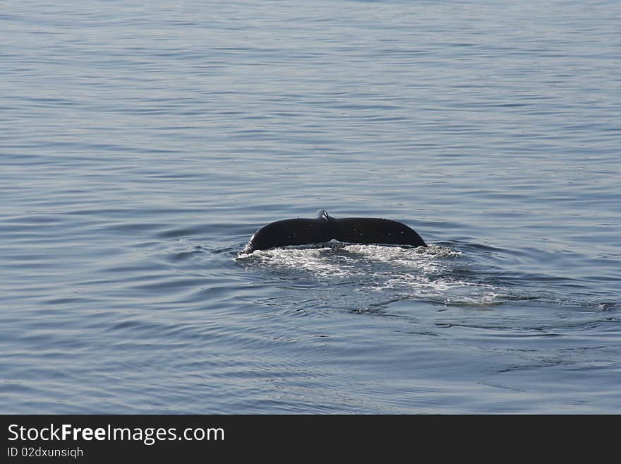 A humpbacks tail lifts from the water as the whale dives near Kake, Alaska. A humpbacks tail lifts from the water as the whale dives near Kake, Alaska.