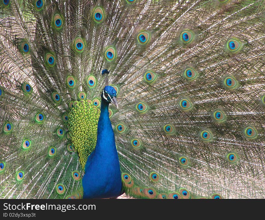 Amazing blue beautifull peacock from israel monkey park. Amazing blue beautifull peacock from israel monkey park